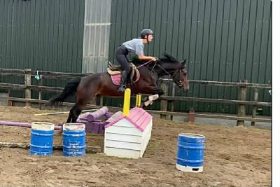 Connemara ponies for sale