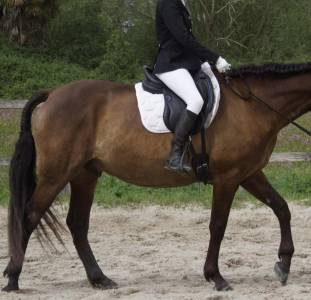 Selle de Dressage