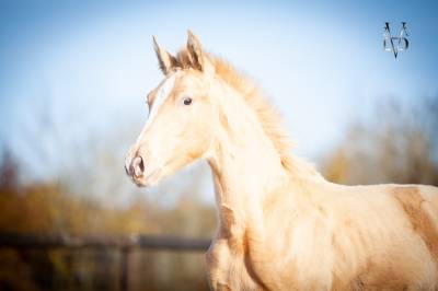 RARE : Poulain Pure Race Espagnole double perle