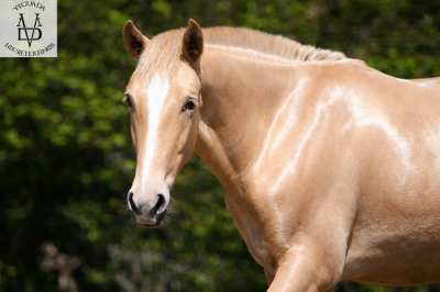 Poulain Pure Race Espagnole double perle &agrave; vendre