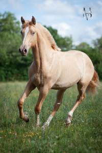 Poulain Pure Race Espagnole double perle &agrave; vendre