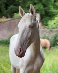 pouliche lusitanienne PP - 2 ans 