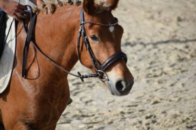 Hongre New forest 7ans