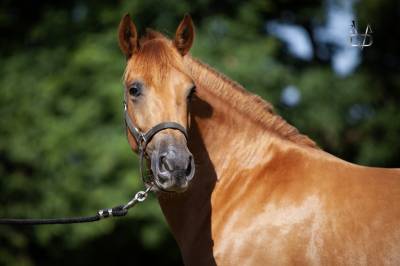 Jument PR Espagnole PRE alezane + prl &agrave; vendre