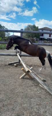 poney oc welshxshetland