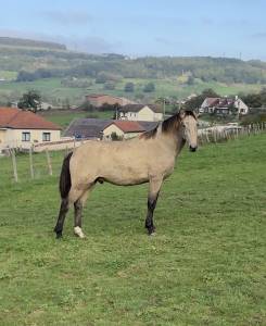 Hongre lusitanien, 3 ans 