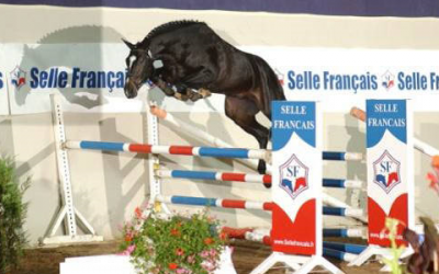 saillie QUI VOILA DE L'ILLON étalon SF