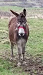 A adopter ânesse 4ans