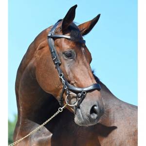 Bridon Faysport Presteq - Presteq 