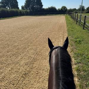 Pension chevaux Ecurie Dressage