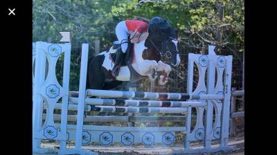 étalon wpb maitre d'école concours et agréé pour repro