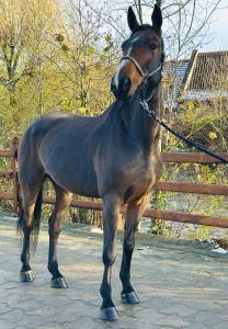 Nelcorda vh Horzelend, un amour de jument 