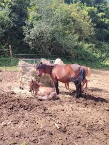 Pouliniere pleine type shetland 