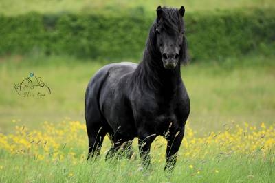 Saillie &eacute;talon DARTMOOR approuv&eacute;