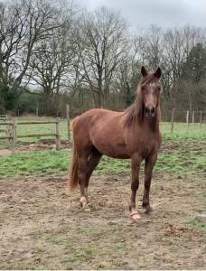 Hongre demi-sang arabe