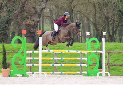 À vendre Jument HOLSTEINER 6 ans de qualité 