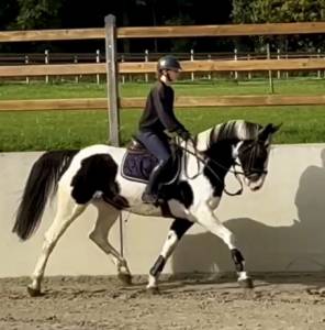 Magnifique jument de 6 ans +- 1m68