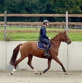 Très jolie jument Westphalienne de 9 ans +- 1m64