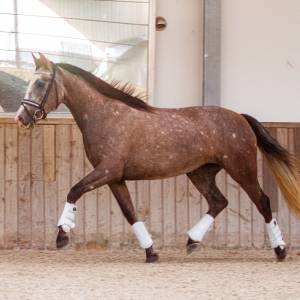 Magnifique jument PRE excellents papiers 