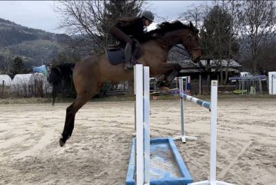 À vendre : hongre oc 8ans 