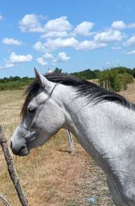 Ponette Welsh de 3 ans 