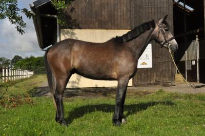 poney francais de selle, de 2021