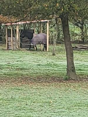 Pension pr&eacute; avec abris 