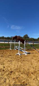 Hongre 3 ans, SF Alezan