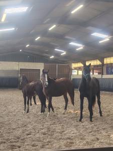 Très jolie pouliche SF 