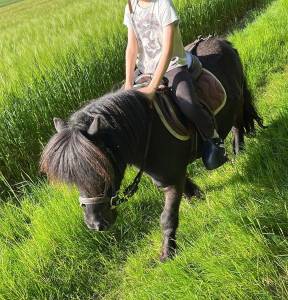 DP PONEY A Shetland CSo 
