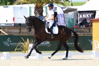 Hongre 4 ans - 82% en compétition CC4ans