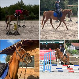 ILEHOU DES AGUES Poney D