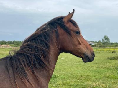 futur Poney D de 2024