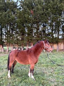 Welsh C pleins papiers 3 ans (origine Machno Hedd)