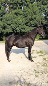N' Joy, Superbe Quarter Horse Mâle de 2 Ans au Caractèr