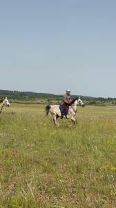 Hongre Anglo Arabe 11 ans    BLACK FRIDAY