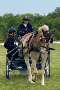 Vends poney HALFINGERS 9 ans