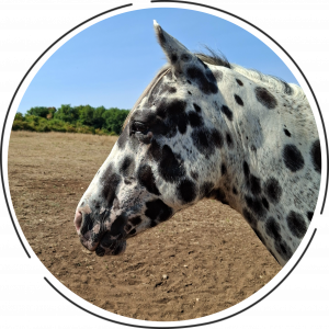 Saillie Etalon appaloosa APHC et Sire