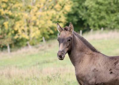 Poulain lusitanien à reserver