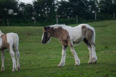 Pouliche Irish Cob PP grande taille, top caractère