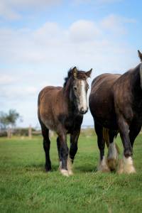 Pouliche Irish Cob PP Isabelle sooty Top caractère