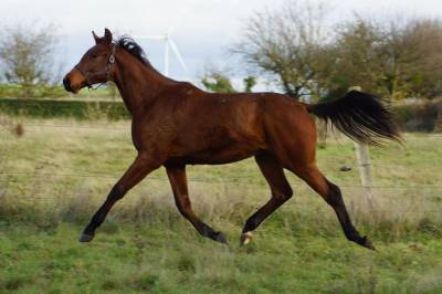 Jument Selle Fran&ccedil;ais par Cooper- Diamant 