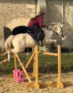 Entier PFS cr&egrave;me &agrave; louer pour saillies 2026