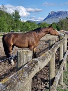 Poulini&egrave;re pleine de Candy de Nantuel