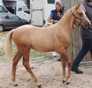 PONEY PAR CREMELL&rsquo;AUX LAYS