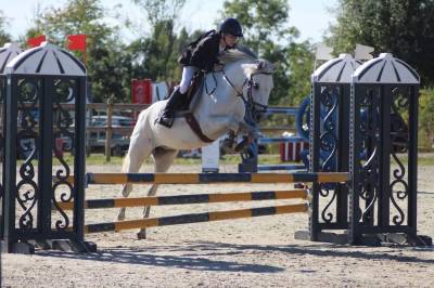 Poney D pour comp&eacute;tition ou loisir