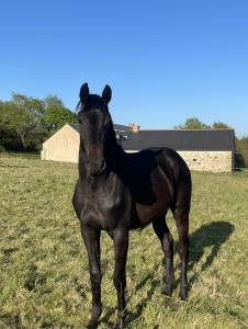 Magnifique jument d’avenir pour le CCE