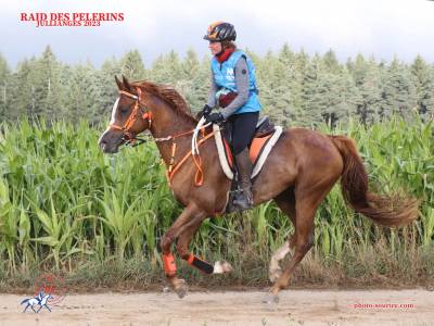 Jument pur sang arabe pour endurance 