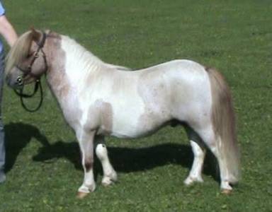 Tawna Neptune - Shetland PP ( GBR ) 