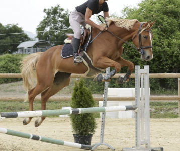 Jument 5 ans SF Kama d&rsquo;Amaury x Quality Bois Margot